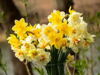 daffodil bouquet