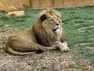 The barbary lion, Panthera leo leo, is considered the largest subspecies of lion.