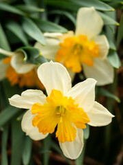 Fototapeta premium white and orange daffodil