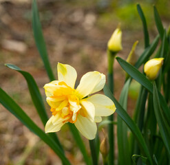 Yellow and white and orange daffodil