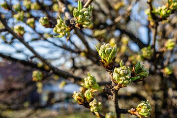 Young buds of a pear tree. Buds of pear tree. Young green leaves blooming on the tree. Unblown bud of fruit tree in spring.