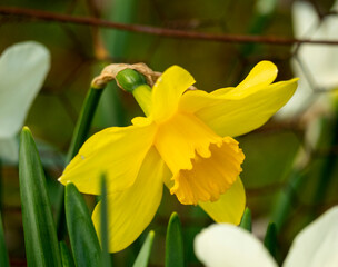 yellow daffodils