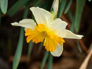 yellow and orange daffodil