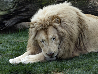 The Southern African lion, Panthera leo melanochaita, was already extinct in the wild, living only in human care.