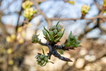 Young buds of a pear tree. Buds of pear tree. Young green leaves blooming on the tree. Unblown bud of fruit tree in spring.