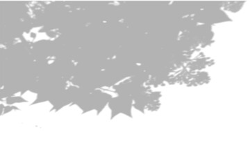 Summer background shadows from the foliage of a tree on a white wall. White and black background for overlay on mockup