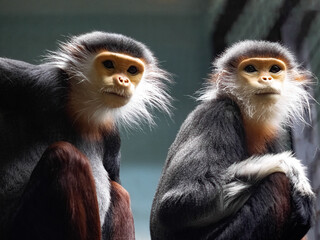 Douc Langur, Pygathrix nemaeus, is one of the most beautiful monkeys.