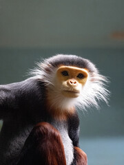Douc Langur, Pygathrix nemaeus, is one of the most beautiful monkeys.