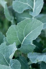 Close up of wild broccoli leaves, agricultural concept