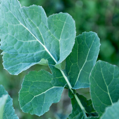 Close up of wild broccoli leaves, agricultural concept