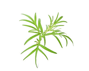 Artemisia vulgaris L, Sweet wormwood, Mugwort or artemisia annua branch green leaves on white background. Thai herbal medicine
