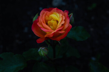 red and yellow rose in the park 