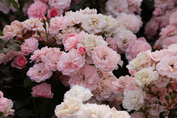 pink and white roses in the garden. flowers in the morning 