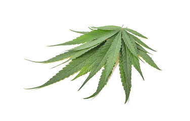 Green cannabis leaves on white background.