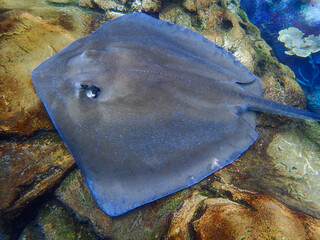 A stingray swimming over coral and rock reef underwater.