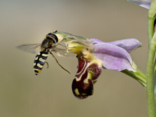 Bee Orchid & Hoverfly © David