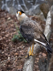 Crested caracara, Polyborus plancus, a brightly colored predator, inhabits a large area.