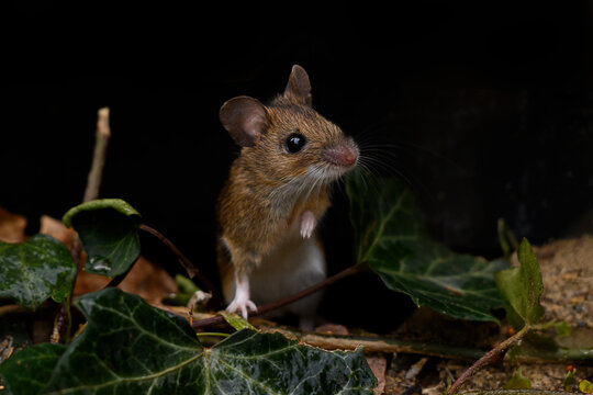 Kleine Waldmaus