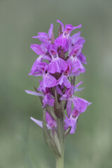 Early Marsh Orchid flower spike