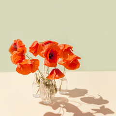 Red poppies flowers in glass vases on pastel sunlit background with shadows. Nature concept....