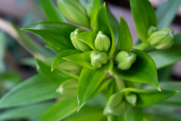 The lilium brownii plant with rolled up buds close-up. A green plant without flowers, infused with green color.