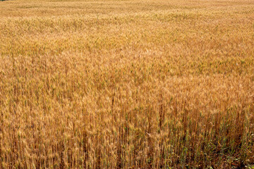 Photo of golden barley field