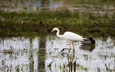 Great egret usually hunting in shallow water mainly on aquatic invertebrates