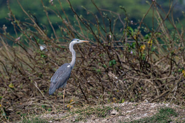 Grey heron (Ardea cinerea) photographed at Bhigwan in Maharashtra, India