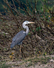 Grey heron (Ardea cinerea) photographed at Bhigwan in Maharashtra, India