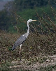 Grey heron (Ardea cinerea) photographed at Bhigwan in Maharashtra, India