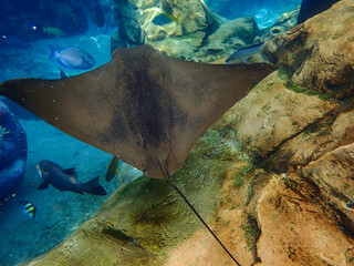An Eagle Ray swimming over coral reef, stingray