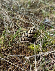 pine cone on the ground in the forest