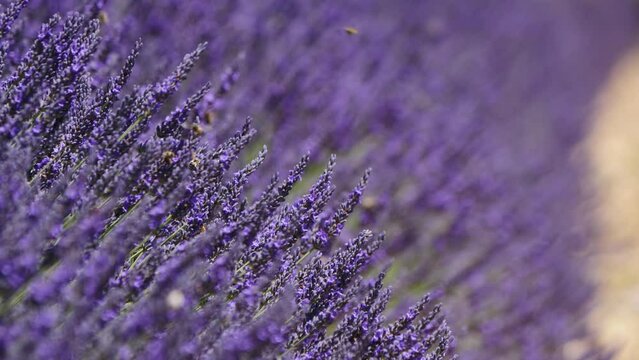 Lavender flower blooming scented fields. Provence in France.