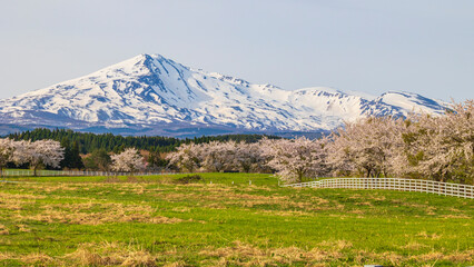 鳥海山と桜並木　牧場　絶景
