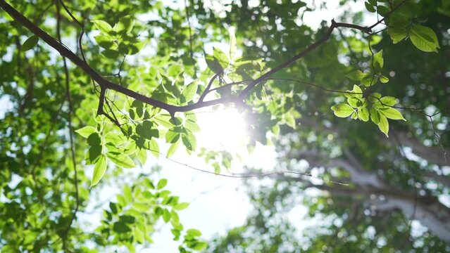 High trees leaf sun beams sunset amazon park. Medium Shot