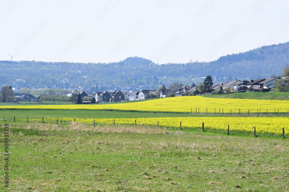 Wall mural Blick vom Sumpfgebiet auf das Eifeldorf Thür mit gelb blühenden Feldern im April