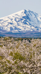 鳥海山と桜　縦構図