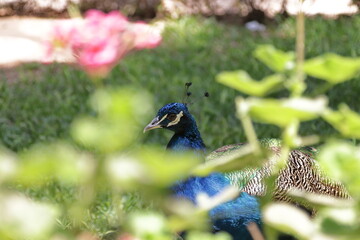 Pfau im botanischen Garten 
