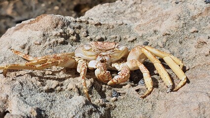 dead crab shell on rock on the coast as a concept of climate change, pollution, protection of species and ecology, with copy space