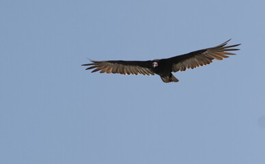 Seeadler - Nahaufnahme 