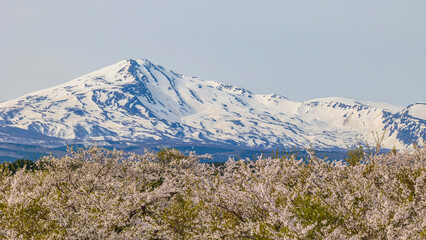 雪の鳥海山と桜　春の絶景