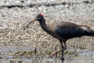 Red-naped ibis (Pseudibis papillosa) also known as the Indian black ibis or black ibis spotted at Bhigwan in Maharashtra, India