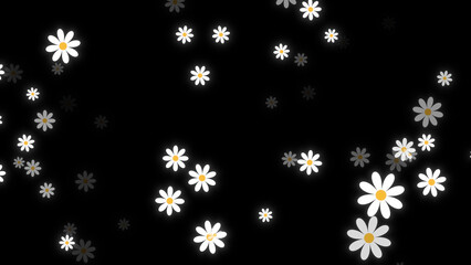 Fototapeta na wymiar daisy flowers on black background