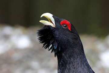 Western capercaillie (Tetrao urogallus) displaying in the wild area of the Carpathian Mountains during their lekking season. 