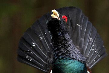 Western capercaillie (Tetrao urogallus) displaying in the wild area of the Carpathian Mountains during their lekking season. 