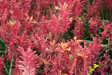 Cornwall Project EDEN - floral and nature