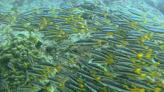 School of two-spot banded snapper (Lutjanus biguttatus) in Andaman sea,Thailand ,is a species of marine ray-finned fish, family Lutjanidae. Adjust processed in color tone,brightness of Underwater VDO 