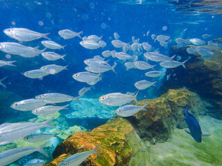 An underwater photo of a school of White Fish