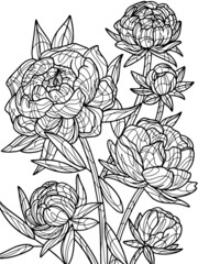 Flowers peonies isolated object, white background. Coloring book antistress for children and adults.