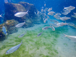 An underwater photo of a school of White Fish